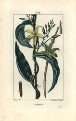 Vanilj - Vaniljorkidé, Epidendron vanilj, med blomma, blad, fröskida. Handkolorerad kopparstick av Lambert Junior från en teckning av Pierre Jean-Francois Turpin från Chaumeton, Poiret och Chamberets "" La Flore Medicale,"" Paris, Panck