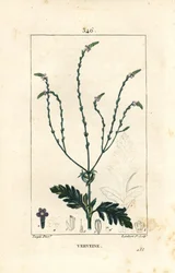 Verbena eller helig ört, Venus ven eller häxört - Vervain, Verbena officinalis. Handkolorerad kopparstick av Lambert Junior från en teckning av Pierre Jean-Francois Turpin från Chaumeton, Poiret och Chamberets "" La Flore Medicale,"" Par