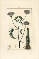 Vattendroppört eller vattenhöna, Oenanthe aquatica (Phellandrium aquatica), med blomma, blad, stjälk och rot. Handkolorerad kopparstick av Lambert Junior efter en teckning av Pierre Jean-Francois Turpin från Chaumeton, Poiret och Chamberet
