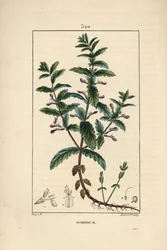 Vattengermandree - Vattengermandree, Teucrium scordium, som visar blomma, blad, stjälk och rötter. Handkolorerad kopparstick av Lambert Junior från en teckning av Pierre Jean-Francois Turpin från Chaumeton, Poiret och Chamberets "" La Flore Medi