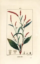 Vattenpeppar knotwee - Vattenpeppar, Persicaria hydropiper (Polygonum hydropiper), med blomma, stjälk och blad. Handkolorerad kopparstick av Lambert Junior efter teckning av Pierre Jean-Francois Turpin från Chaumeton, Poiret och Chamberet