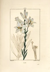 Vitlilja eller madonnalilja - Vitlilja, Lilium candidum. Handkolorerad kopparstick av Lambert Junior från en teckning av Pierre Jean-Francois Turpin från Chaumeton, Poiret och Chamberets "" La Flore Medicale,"" Paris, Panckoucke