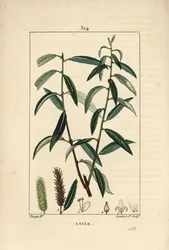 White eller Silver Willow, White Wicker - Vit pilträd, Salix alba, med blad, blomma, han- och honklossar, frukt och frö. Handkolorerad kopparstick av Lambert Junior efter en teckning av Pierre Jean-Francois Turpin från Chaumeton, Poi