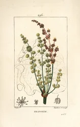 Vild rabarber - rhapontisk eller falsk rabarber, Rheum rhapontium, med blomma, stjälk, frö och bladkontur. Handkolorerad prickgravyr i koppar av Lambert Junior efter en teckning av Pierre Jean-François Turpin ur Chaumeton, Poiret och Chamberets ”La”