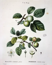 Vilda vanligt äpple - i "" New Duhamel du Monceau eller avhandling om träd och buskar som odlar i Frankrike", figurer enligt ritningar av P.J. Redoute och P. Bessa, Paris