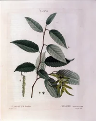 Botanisk: gren av charm. Tallrik hämtad från "" Nouveau Duhamel du Monceau eller Treats Treats Treats and Bushs Cultivated in France"" Akvarell av Pierre Joseph Redoute (1759-1840) 1819