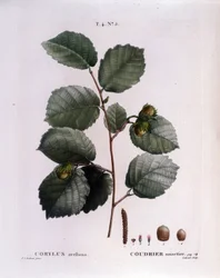 Botanisk: hasselnötsgren. Tallrik hämtad från "" Nouveau Duhamel du Monceau eller Treats Treats Treats and Bushs Cultivated in France"" Akvarell av Pierre Joseph Redoute (1759-1840) 1819