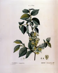 Botanik: almgren. Tallrik hämtad från "" Nouveau Duhamel du Monceau eller Treats Treats Treats and Bushs Cultivated in France"" Akvarell av Pierre Joseph Redoute (1759-1840) 1819