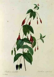 Fuchsia coccinea, från "Choice of the Most Beautiful Flowers"