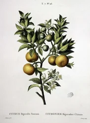 Citronträd kinesisk bigaradier - i "" New Duhamel eller avhandling om träd och buskar som vi odlar i Frankrike"", teckningar av P.J. Redouté och P. Bessa, Paris