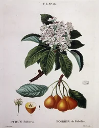Poirier de Pollviller - i "" New Duhamel du Monceau eller avhandling om träd och buskar som odlas i Frankrike"", figurer enligt ritningarna av P.J. Redoute och P. Bessa, Paris