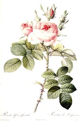 Rosa Bifera Officinalis, graverad av Langlois, utgiven av Remond (färggravyr)