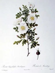Rosa Pimpinellifolia Mariaeburgensis, graverad av Chapuy, från "Les Roses", av Remond, pub. 1818 (färgad gravyr)