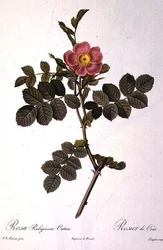 Rosa Rubiginosa Cretica, graverad av Langlois, från 