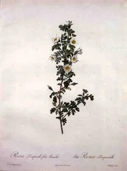 Rosa pimpinelli folia pumila (dvärg skotsk ros), graverad av Chapuy, från 