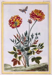 En mängd dubbelblommiga gul vallmo, pub. 1776.