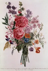Bukett komponerad med rosor Litografi av Pierre Joseph Buchoz (1731-1807) 1700-talets Paris, B.N.