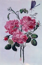 Bukett pioner Litografi av Pierre Joseph