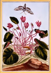 Cyclamen, pub. 1776.