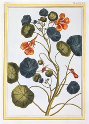 La Capucine Nasturtium, pub. 1776