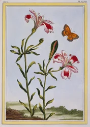 La Fleur Tachete des Incas (peruansk lilja), ca 1766 (handfärgad gravyr)