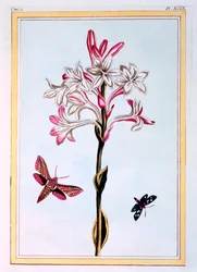 The Tuberose, pub. 1776.