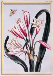 Long Leaved Amaryllis, pub. 1776.