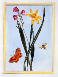 Sydamerikanska Ixia, pub. 1776.