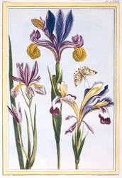 Brokig Iris, pub. 1776.