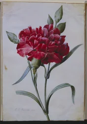 En mörkröd nejlika, 1822