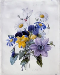 En bukett blommor: klematit, tanke, tusensköna och cyklamen. Akvarell av Pierre Joseph Redoute (1759-1840) 1800-talets sön. 0,19x0,18 m. Paris, Louvren