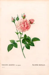 Agathe Royale ros, Rosa gallica sort. Handfärgad kopparsticksgravyr från Pierre Joseph Redoutes "" Les Roses,"" Paris