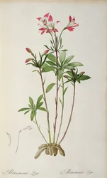 Alstraemeria Ligtu, från `Les Liliacees