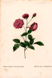Animerande Kinaros, Rosa chinensis hybrid, Bengalen animerar. Handfärgad kopparsticksgravyr från Pierre Joseph Redoutes "" Les Roses,"" Paris
