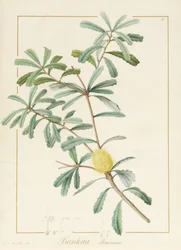 Banksia Marcescens, 1813 (wc och kroppsfärg över grafit på veläng)