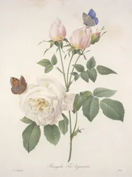 Bengal Hymenal Tea, från Choice Of The Most Beautiful Flowers and Most Beautiful Fruits, 1827 (handfärgad stipplegravyr)