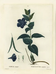Storbladsnäcka, storsnäcka eller blåsnäcka, Vinca major. Handkolorerad stipplegravyr av Duruisseau efter en illustration av Pierre-Joseph Redoute från Henri Louis Duhamel du Moncels Treat des Arbres et Shrustes, Paris
