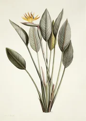 Paradisfågel; Drottning Strelitzia