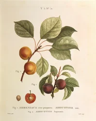 Svart aprikos och aprikossorter: Prunus armeniaca, Armeniaca atropurpurea av Pierre Joseph Redouté (1759-1840)