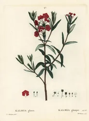 Myrlager, Kalmia polifolia (Kalmia glauca). Handkolorerad stippelgravyr av Miss Brenet efter en illustration av Pierre-Joseph Redoute från Henri Louis Duhamel du Moncels Treat des Arbres et Shrustes, Paris