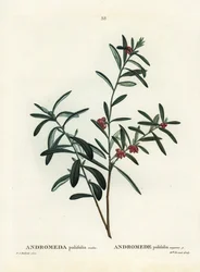 Myrrosmarin, Andromeda polifolia. Handkolorerad stipplegravyr av efter en illustration av Pierre-Joseph Redoute från Henri Louis Duhamel du Monceaus Treat des Arbres et Shrustes, Paris