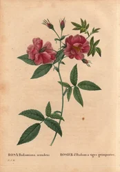 Botanisk tavla, blomma, rosvariant: Hudsonros med klättrande stjälkar (Rosa hudsoniana scandens). Från Nordamerika. I "" Les Roses", volym 2 av Pierre Joseph Redoute (1759-1840)