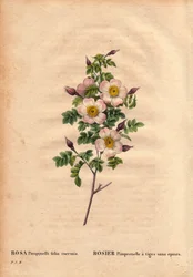 Botanisk tavla, blomma, rosvariant: Pimprenellros med stjälkar utan taggar (Rosa pimpinellifolia inermis). I "" Les Roses", volym 2 av Pierre Joseph Redoute (1759-1840)