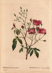 Botanisk tavla, blomma, rosvariant: Rosa hasselnöt med röda blommor (Rosa noisettiana purpurea), erhållen från frön från rosenhasselnötssorten 1822 i Monsieur Ternaux trädgård. I "" Les Roses", volym 2 av Pierre Joseph Redoute (1759-184