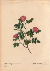 Botanical Board, Flower, Rose Variete: The Eglantine of the Woods. (Rosa rubiginosa nemoralis). Arter från Europa. I "" Les Roses", volym 2 av Pierre Joseph Redoute (1759-1840)