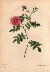 Botanisk tavla, blomma, ros Variety: majros. (Rosa cinnamomea maialis). Vilda blommor växer i hela Europa. I "" Les Roses", volym 2 av Pierre Joseph Redoute (1759-1840)