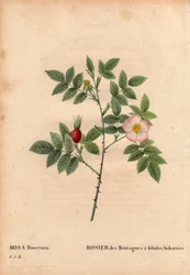 Botanisk tavla, blomma, rosvariant: Bergros med broschyrer (Rosa Biserrata). Samla av doktor Merat före 1812 på Mont Valerien nära Paris, Frankrike. I "" Les Roses", volym 2 av Pierre Joseph Redoute (1759-1840)