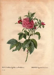 Botanisk tavla, blomma, rosor: Rose Agathe Prolifere (Rosa Gallica Agatha Prolifera). I "" Les Roses", volym 2 av Pierre Joseph Redoute (1759-1840)