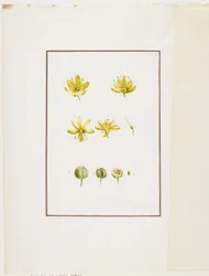 Botanisk dissektion: gul asfodel (Asphodelus lutea), c.1778-90 (wc och grafit på papper)