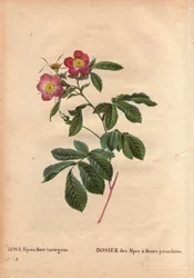 Botanisk tallrik, blomma, rosvariet: Alpernas ros med variegato-blommor (Rosa alpina flora variegato). Infördes i Frankrike omkring 1813 de Poilpre. I "" Les Roses", volym 2 av Pierre Joseph Redoute (1759-1840)